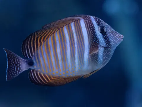 海底珊瑚礁 4K桌布 · underwater · 3840×2880