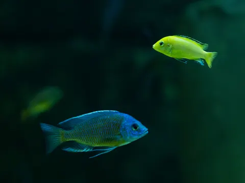 Underwater Reef 4K Wallpaper · underwater · 3840×2880