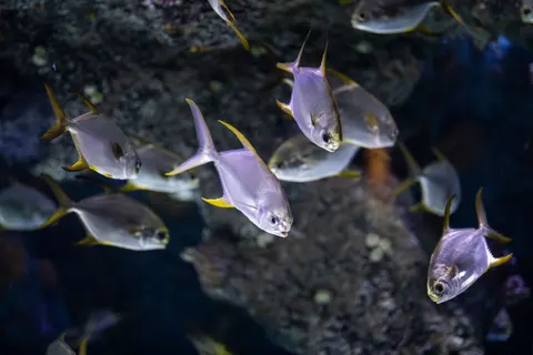 Underwater Reef 4K Wallpaper · underwater · 3840×2560