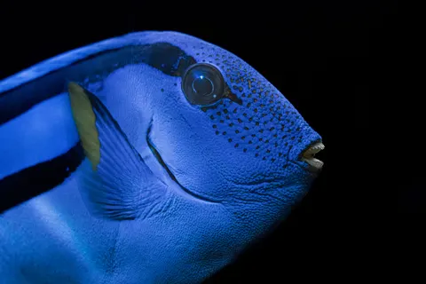 Underwater Reef 4K Wallpaper · underwater · 3840×2560