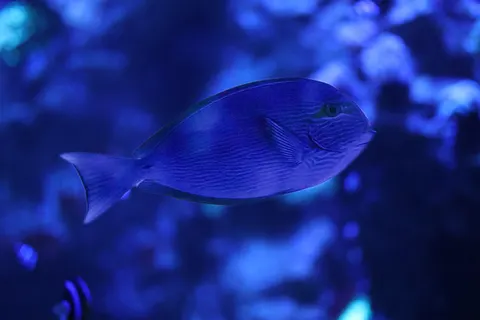 Sfondo Barriera Corallina 4K · underwater · 3840×2560