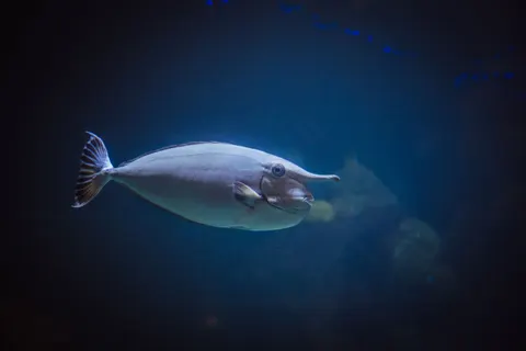 Unterwasserriff 4K Hintergrundbild · underwater · 3840×2563
