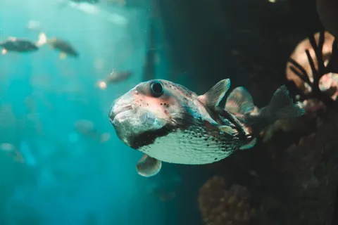 Sfondo Barriera Corallina 4K · underwater · 3840×2560