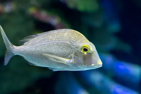 पानी के नीचे की चट्टान 4K वॉलपेपर · underwater · 3840×2561