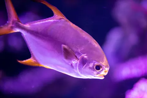 Unterwasserriff 4K Hintergrundbild · underwater · 3840×2560