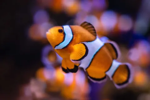 Underwater Reef 4K Wallpaper · underwater · 3840×2563