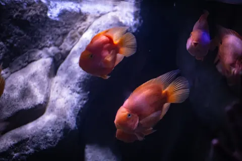 수중 산호초 4K 배경화면 · underwater · 3840×2560