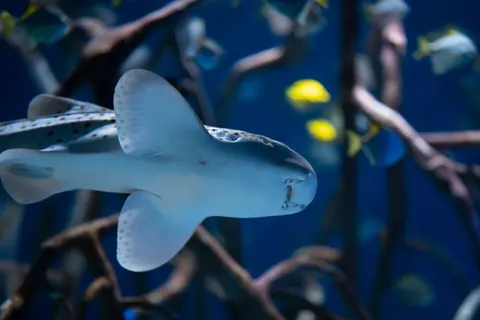 Fond d'écran Récif Sous-Marin 4K · underwater · 3840×2560