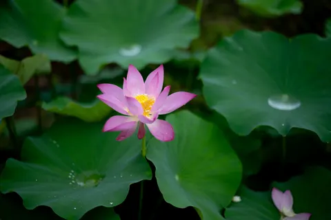 Обои Лотос 4K · flowers · 3840×2560