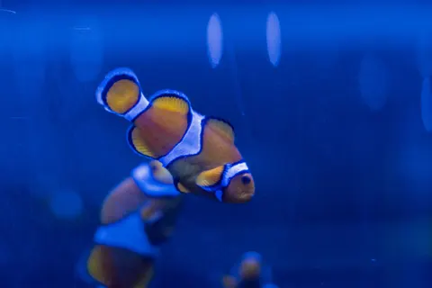 Tapeta Głęboki Błękit 4K · underwater · 3840×2560