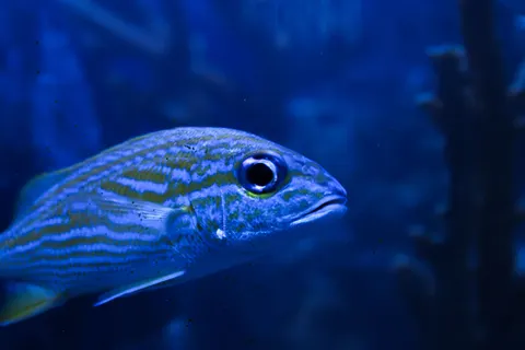Tiefblau 4K Hintergrundbild · underwater · 3840×2560