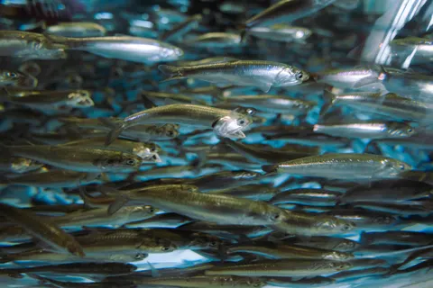 Tiefblau 4K Hintergrundbild · underwater · 3840×2561