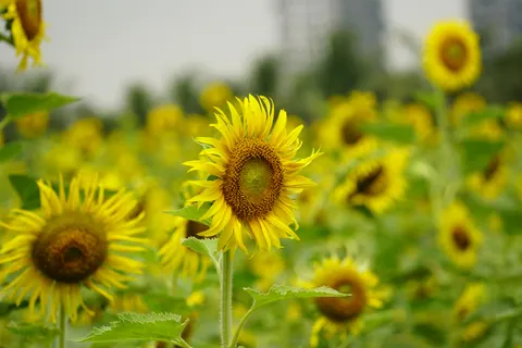 خلفية حقل عباد الشمس بدقة 4K · flowers · 3840×2560