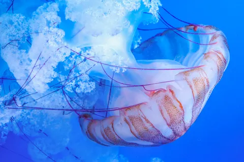 Deep Blue 4K Wallpaper · underwater · 3840×2560