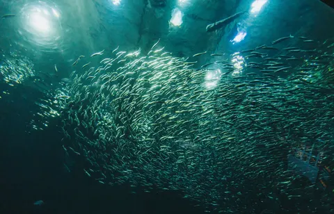 Derin Mavi 4K Duvar Kağıdı · underwater · 3840×2468