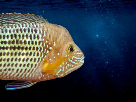 Tapeta Głęboki Błękit 4K · underwater · 3840×2880