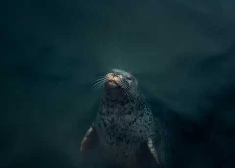 والپیپر آبی عمیق با کیفیت 4K · underwater · 3840×2743