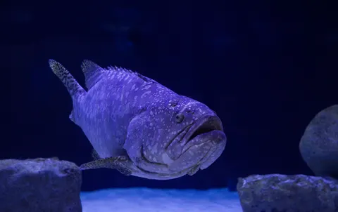 Papel de parede Azul Profundo 4K · underwater · 3840×2416