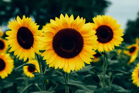 Sonnenblumenfeld 4K Hintergrundbild · flowers · 3840×2560