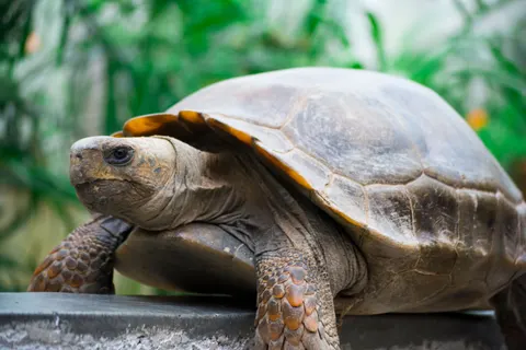 Swimming Turtle 4K Wallpaper · underwater · 3840×2560