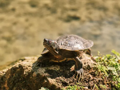 Swimming Turtle 4K Wallpaper · underwater · 3840×2880