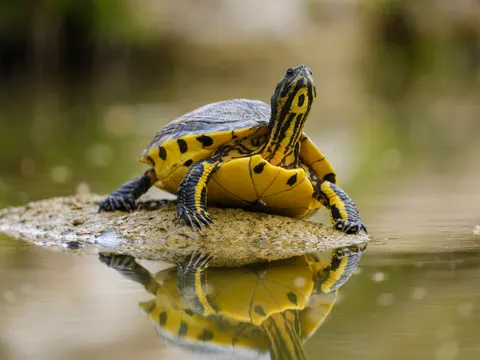 Swimming Turtle 4K Wallpaper · underwater · 3840×2880