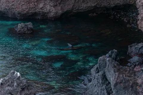 Sfondo Tartaruga che Nuota 4K · underwater · 3840×2563