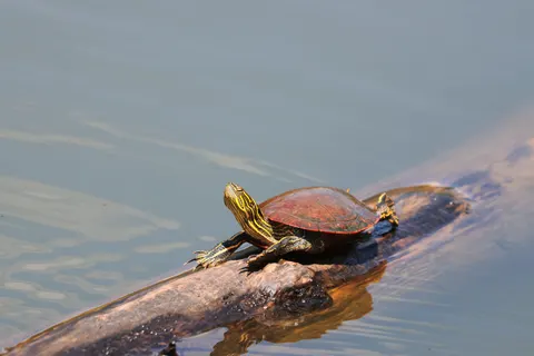 Schwimmende Schildkröte 4K Hintergrundbild · underwater · 3840×2560