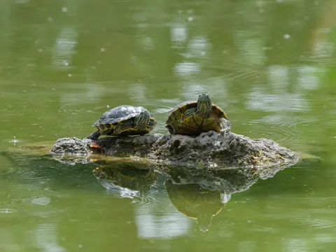 Swimming Turtle 4K Wallpaper · underwater · 3840×2880