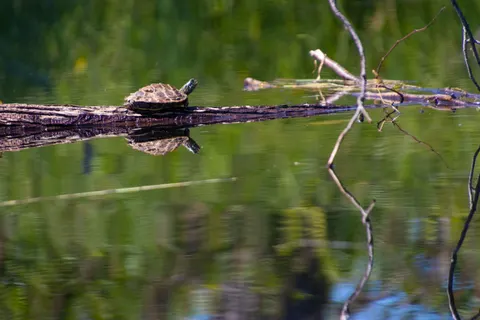 Swimming Turtle 4K Wallpaper · underwater · 3840×2560