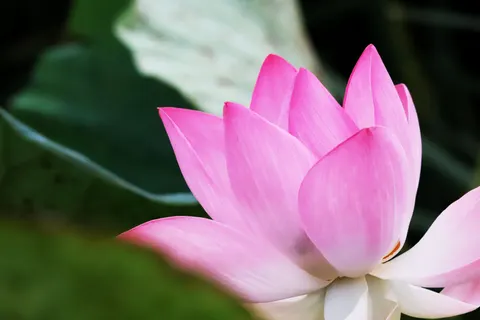 Lotus 4K Wallpaper · flowers · 3840×2560