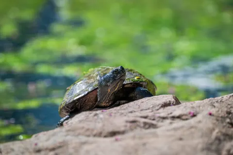 Swimming Turtle 4K Wallpaper · underwater · 3840×2563