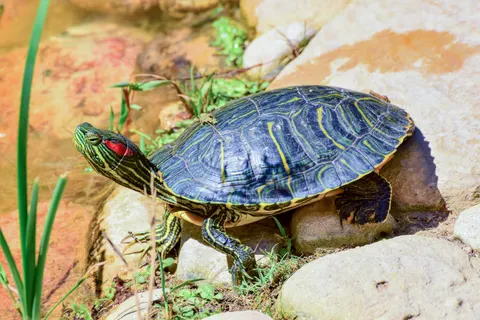 Swimming Turtle 4K Wallpaper · underwater · 3840×2560
