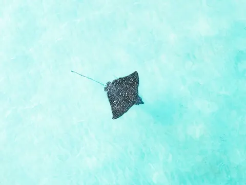 Swimming Turtle 4K Wallpaper · underwater · 3840×2880