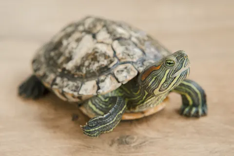 Swimming Turtle 4K Wallpaper · underwater · 3840×2560