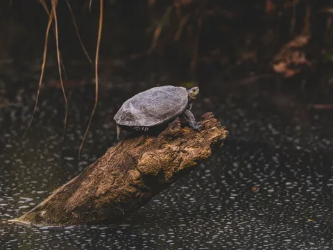 Schwimmende Schildkröte 4K Hintergrundbild · underwater · 3840×2880