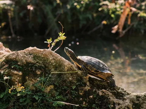 Swimming Turtle 4K Wallpaper · underwater · 3840×2880
