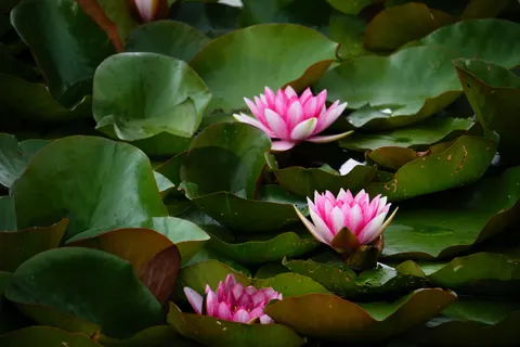 Sfondo Loto 4K · flowers · 3840×2560