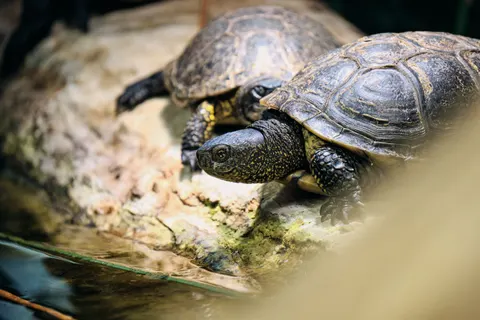 Swimming Turtle 4K Wallpaper · underwater · 3840×2560