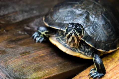 Fondo de pantalla Tortuga Nadando 4K · underwater · 3840×2560