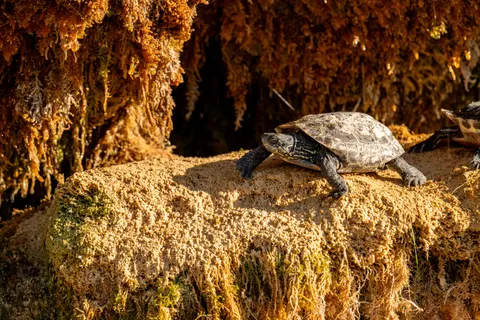Swimming Turtle 4K Wallpaper · underwater · 3840×2562