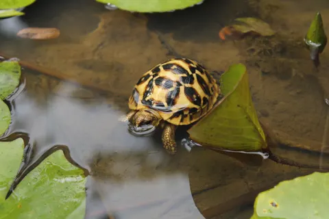 Swimming Turtle 4K Wallpaper · underwater · 3840×2560