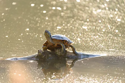 Swimming Turtle 4K Wallpaper · underwater · 3840×2563