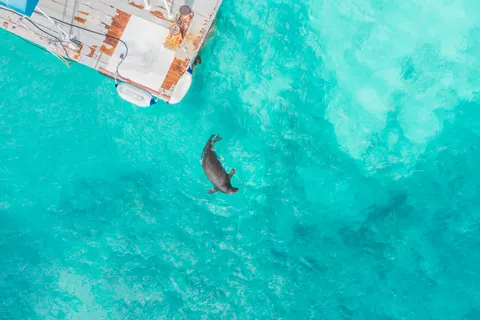 Sfondo Tartaruga che Nuota 4K · underwater · 3840×2558