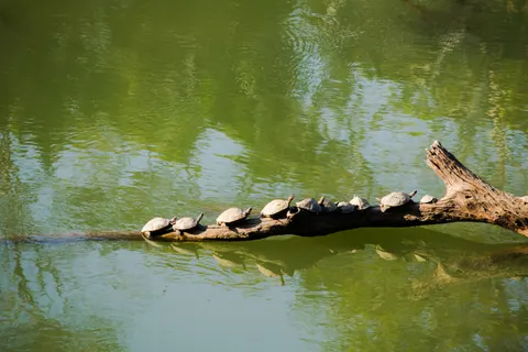Swimming Turtle 4K Wallpaper · underwater · 3840×2560
