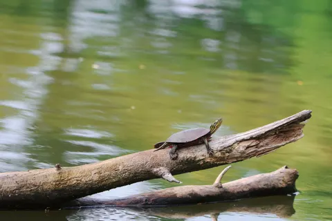 Swimming Turtle 4K Wallpaper · underwater · 3840×2560