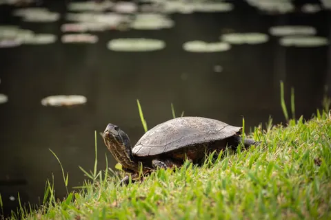 Swimming Turtle 4K Wallpaper · underwater · 3840×2560