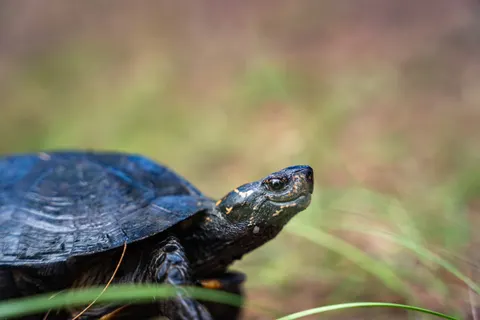 Swimming Turtle 4K Wallpaper · underwater · 3840×2560