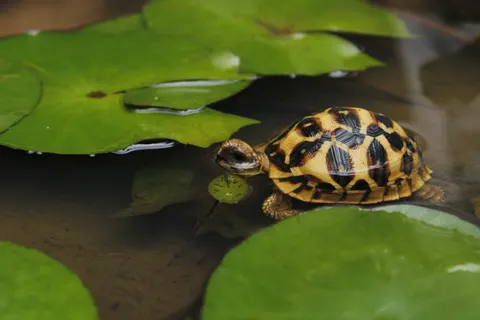Zwemmende Schildpad 4K-achtergrond · underwater · 3840×2560