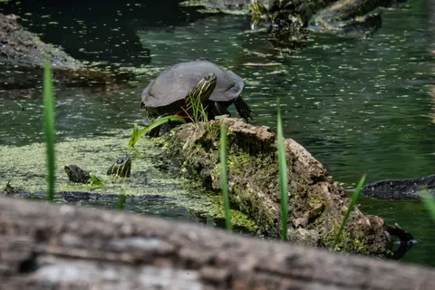 Swimming Turtle 4K Wallpaper · underwater · 3840×2560